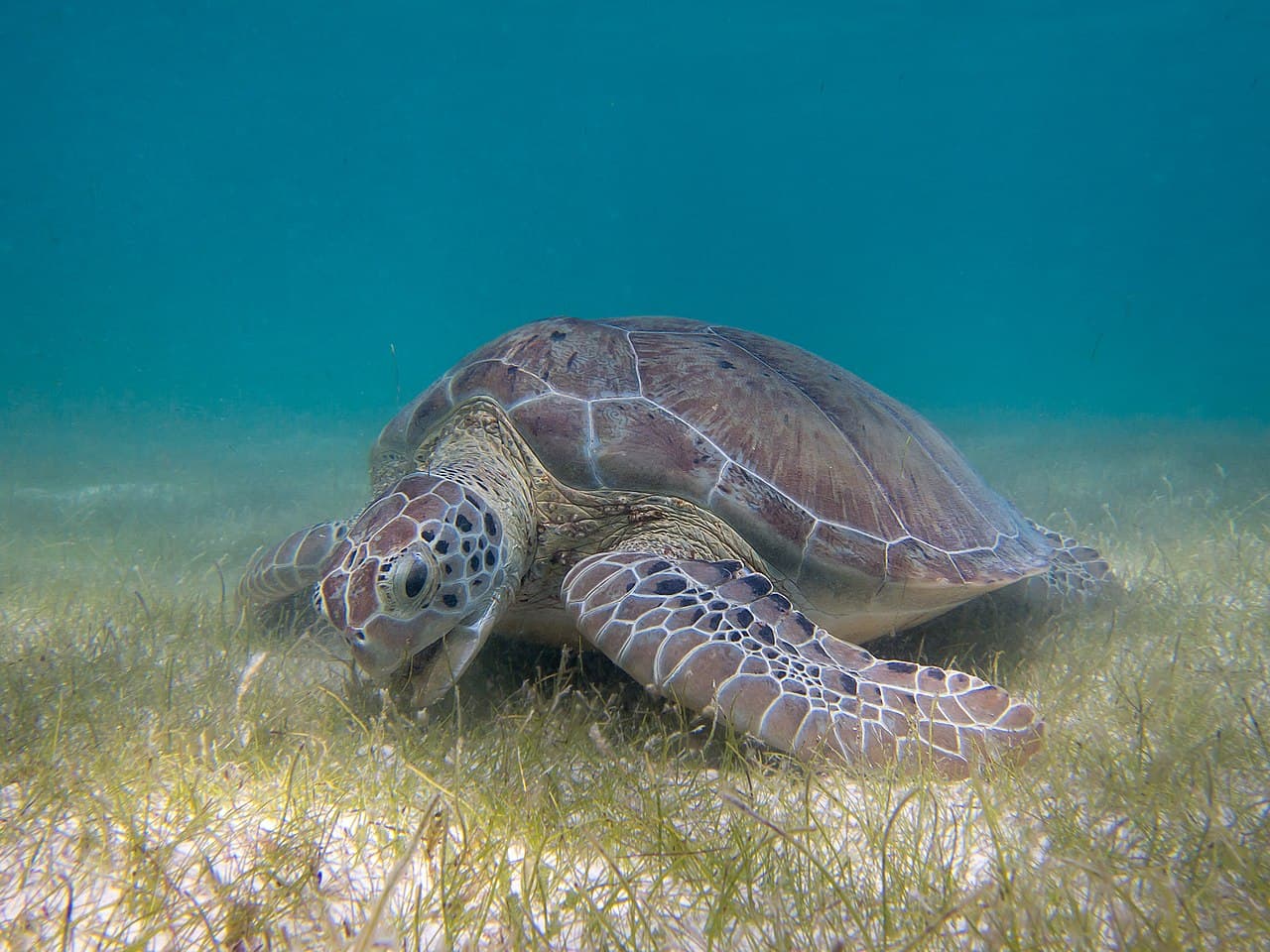 Turtle Tracking Bracelet